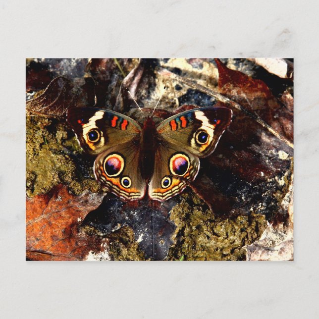 Butterfly Postcard (Front)