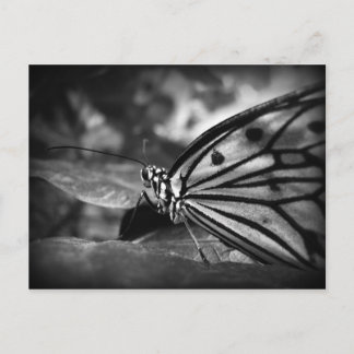 butterfly postcard