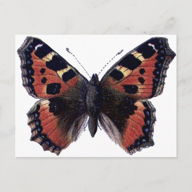 Butterfly Postcard (Front)