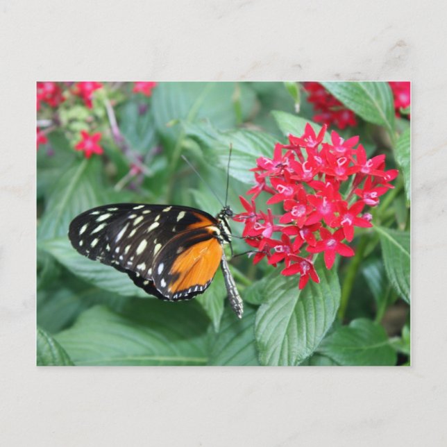 Butterfly Postcard (Front)
