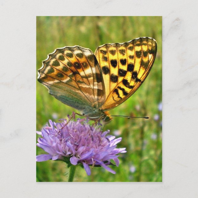 Butterfly Postcard (Front)