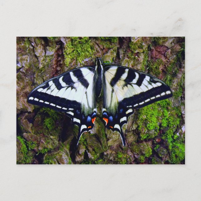 Butterfly Postcard (Front)