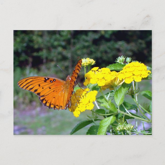 Butterfly Postcard (Front)