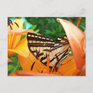Butterfly Postcard