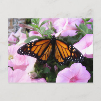 butterfly postcard