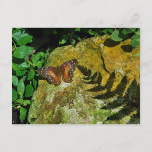 Butterfly Postcard
