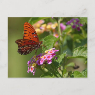 butterfly postcard