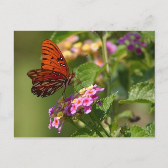 butterfly postcard (Front)