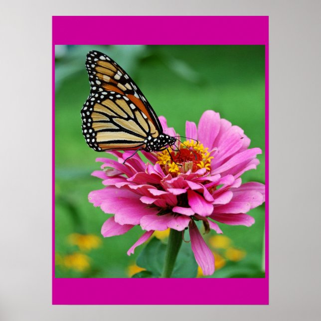 butterfly poster (Front)