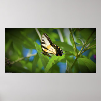 Butterfly, poster