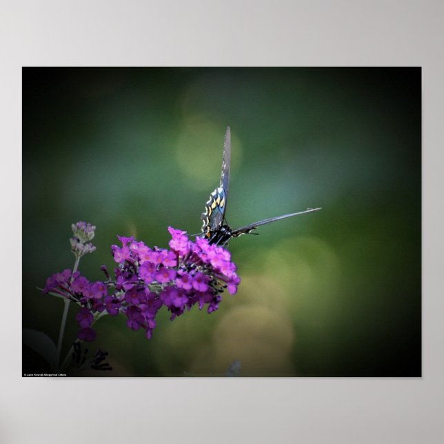 Butterfly,  poster (Front)