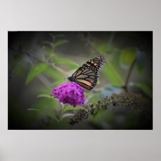Butterfly, Poster