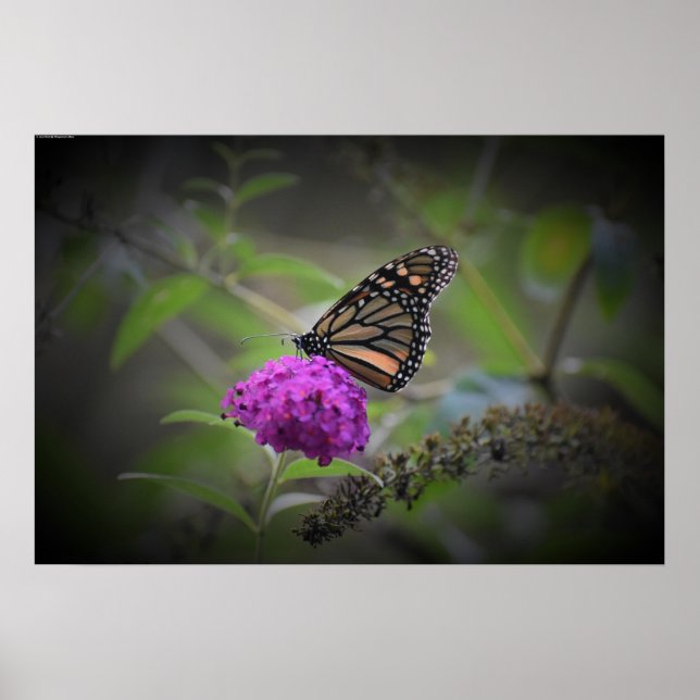 Butterfly, Poster (Front)