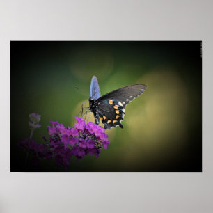 Butterfly,  poster