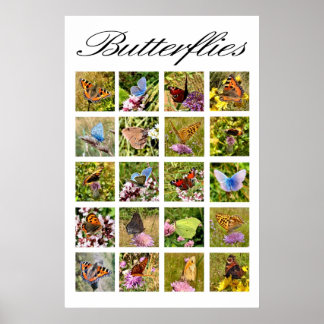 butterfly poster