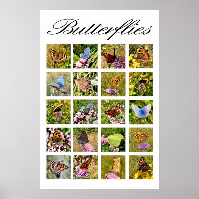 butterfly poster (Front)