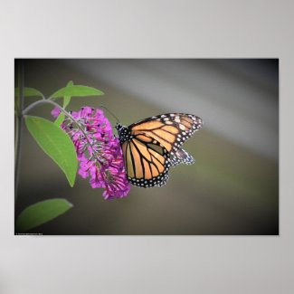 Butterfly, Poster