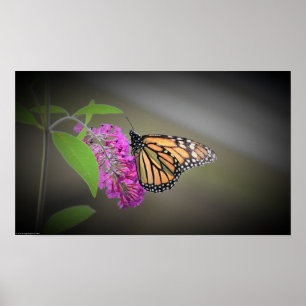 Butterfly, Poster