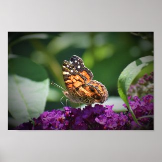 Butterfly,  poster
