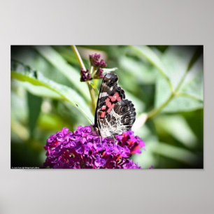 Butterfly, Poster