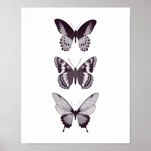 Butterfly Poster | Zazzle