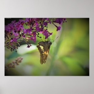 Butterfly, Poster