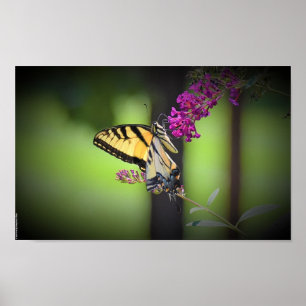 Butterfly,  poster