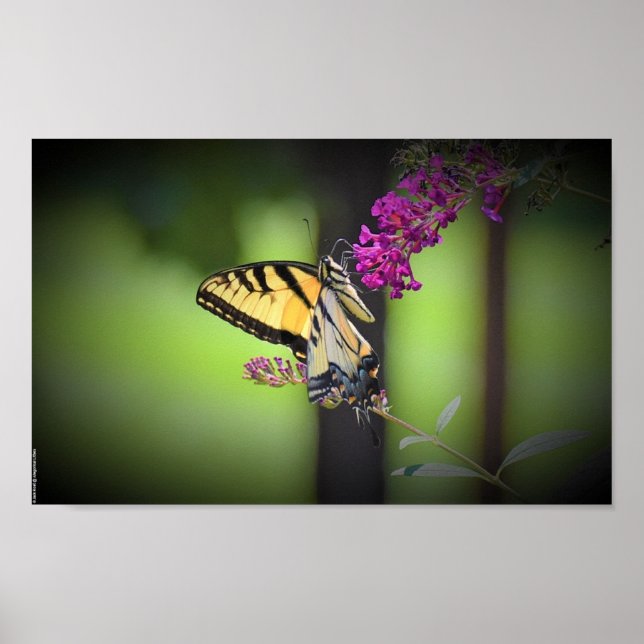 Butterfly,  poster (Front)