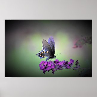 Butterfly,  poster