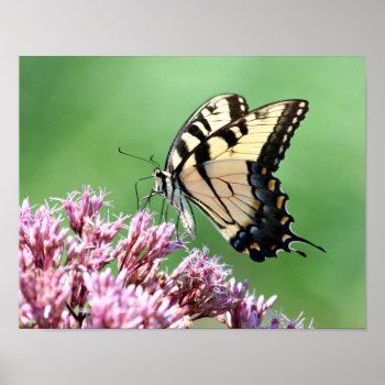 Butterfly Poster by deemac1 at Zazzle