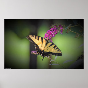 Butterfly,  poster