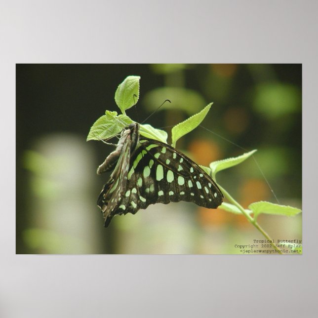Butterfly Poster (Front)