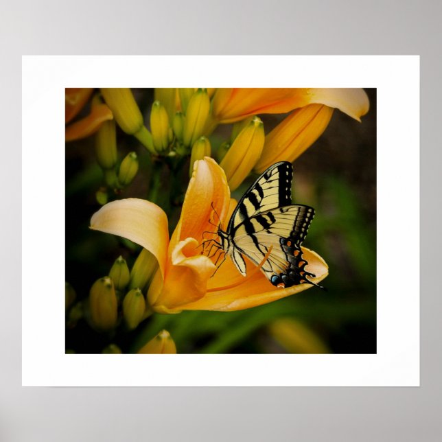 Butterfly Poster (Front)