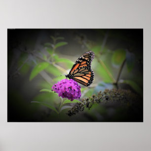 Butterfly,  poster