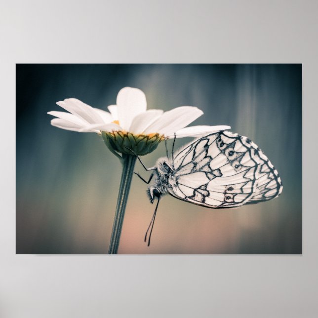 Butterfly Poster Half-mourning (Front)