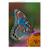 Butterfly profile on a flower (Front)