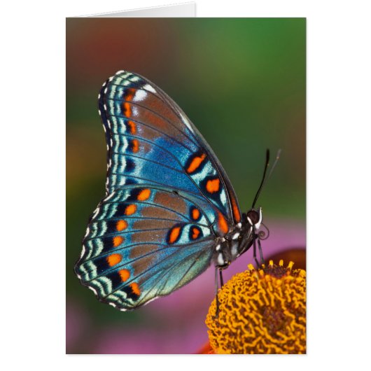 Butterfly profile on a flower cards (Front)