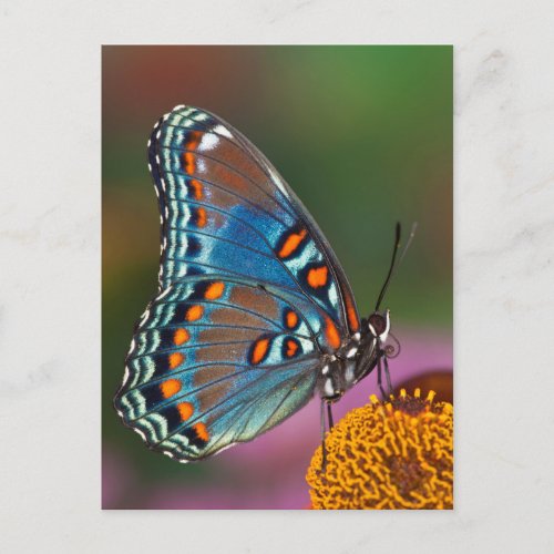Butterfly profile on a flower postcard