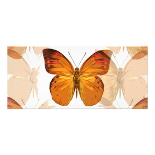 Butterfly Rack Card
