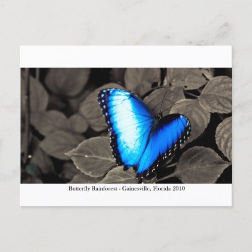Butterfly Rainforest _ Gainesville FL 002 Postcard