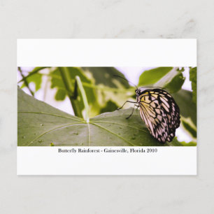 Butterfly Rainforest - Gainesville, FL 005 Postcard
