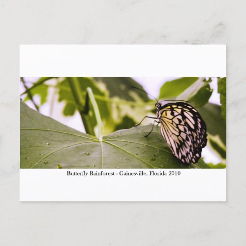 Butterfly Rainforest _ Gainesville FL 005 Postcard