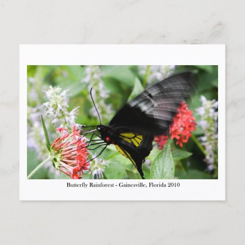 Butterfly Rainforest _ Gainesville FL 006 Postcard