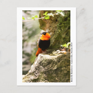 Butterfly Rainforest - Gainesville, FL 009 Postcard