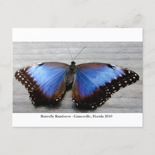 Butterfly Rainforest _ Gainesville FL 010 Postcard