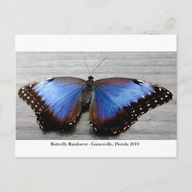 Butterfly Rainforest - Gainesville, FL 010 Postcard (Front)