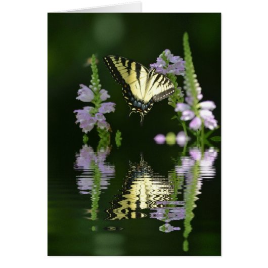 Butterfly Reflections (Front)