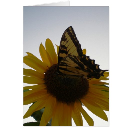 Butterfly Resting at Dusk Cards (Front)