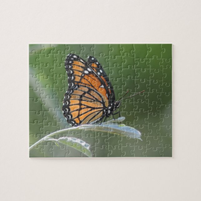Butterfly Resting On A Leaf Jigsaw Puzzle (Horizontal)
