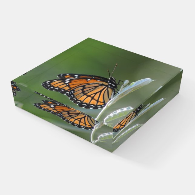Butterfly Resting On A Leaf Paperweight (Angled)